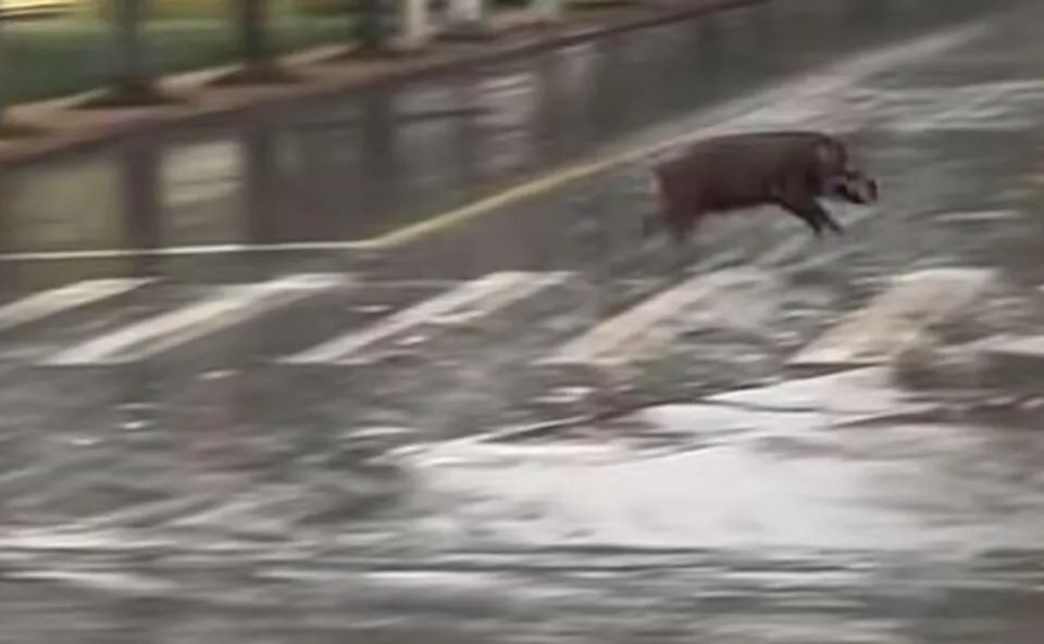 野猪冲进高校横冲直撞！还有猎犬在后面追，校方回应